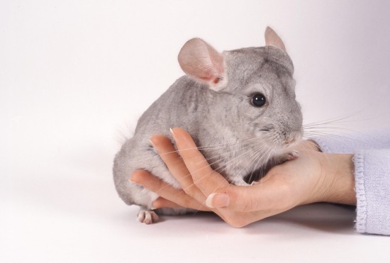 Tips on Making Friends With a Timid Chinchilla